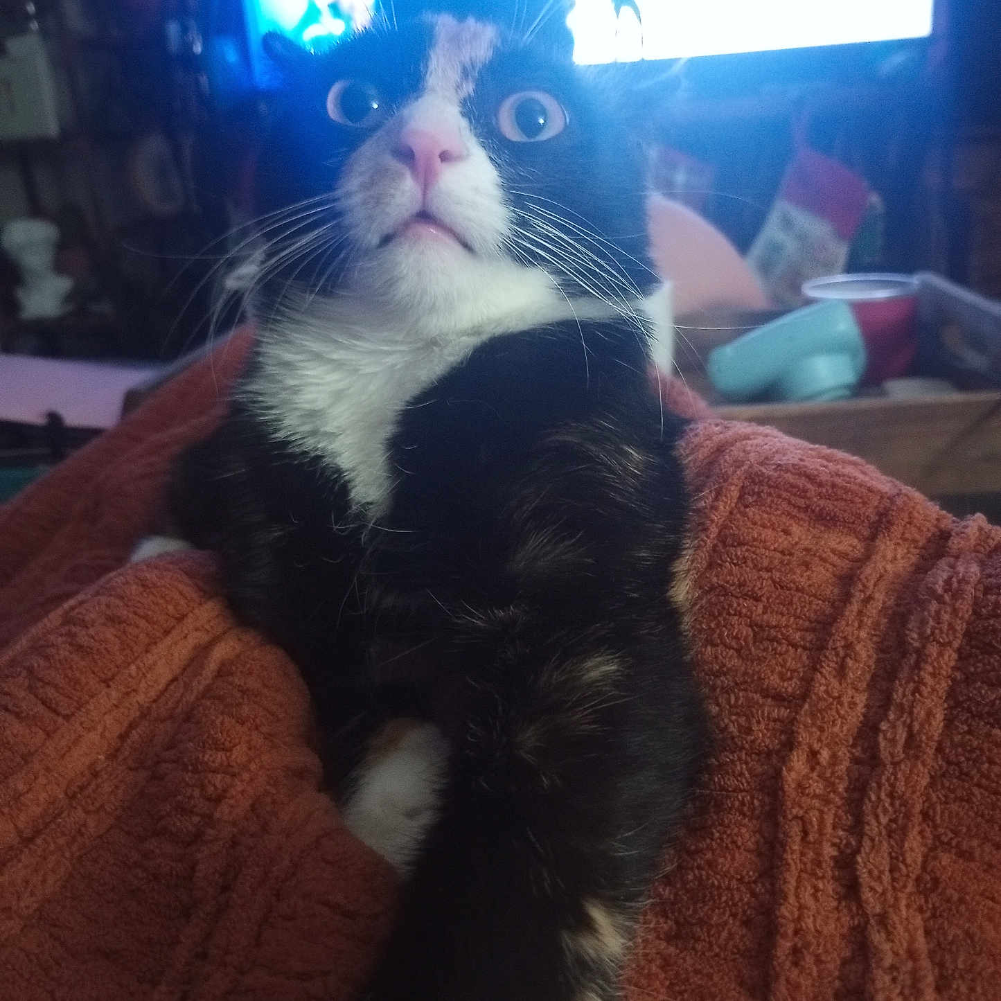 Frankie