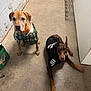 dog, dogs, doberman, plaid_hoodie, skeleton_shirt, concrete_floor, indoor, pet_clothing, brown_dog, black_dog, puppy, canine, pets, animal, companion, looking_up, resting, ears_up, collar, casual