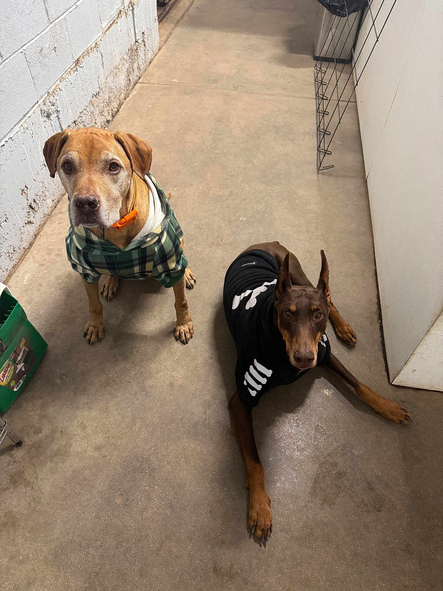 Karma And Genesis joined the competition — help win amazing prizes! dog, dogs, doberman, plaid_hoodie, skeleton_shirt, concrete_floor, indoor, pet_clothing, brown_dog, black_dog, puppy, canine, pets, animal, companion, looking_up, resting, ears_up, collar, casual
