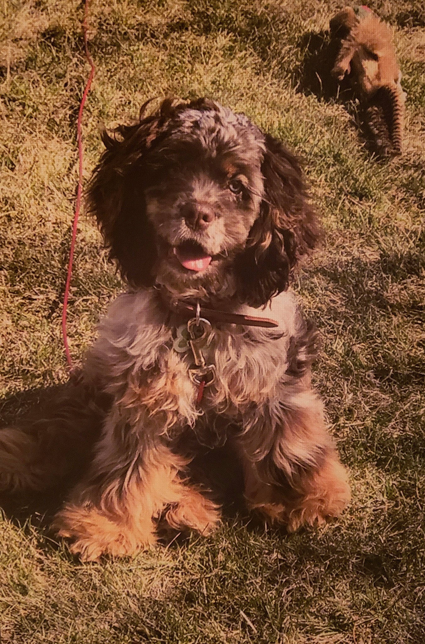 Doc Holliday joined the competition — help win amazing prizes! american_cocker_spaniel, american_water_spaniel, bolonka, boykin_spaniel, canidae, carnivore, cockapoo, cocker_spaniel, dog, dog_breed, lagotto_romagnolo, mammal, miniature_poodle, poodle_crossbreed, portuguese_water_dog, rare_breed_dog, spaniel, spanish_water_dog, sporting_group, vertebrate