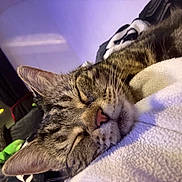 Ester is registered to the contest to win money with this photo: cat, tabby_cat, sleeping, close_up, indoor, blanket, soft_texture, cozy, pet, fur, whiskers, ear, nose, relaxation, window, curtains, furniture, home, animal, domestic