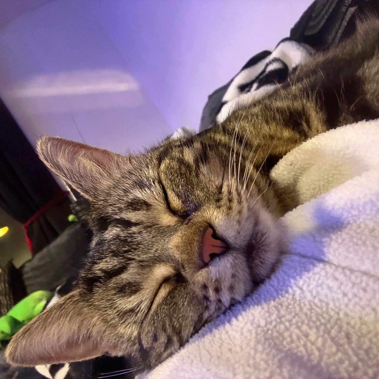 Ester is registered to the contest to win money with this photo: animal, blanket, cat, close_up, cozy, curtains, domestic, ear, fur, furniture, home, indoor, nose, pet, relaxation, sleeping, soft_texture, tabby_cat, whiskers, window