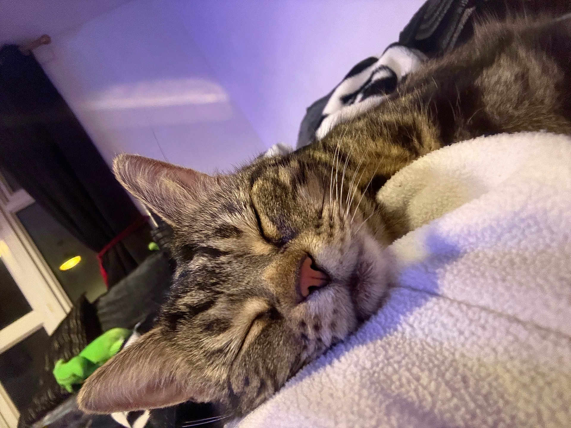Ester is registered to the contest to win money with this photo: cat, tabby_cat, sleeping, close_up, indoor, blanket, soft_texture, cozy, pet, fur, whiskers, ear, nose, relaxation, window, curtains, furniture, home, animal, domestic