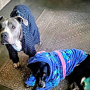 Goose And Casper is registered to the contest to win money with this photo: dog, pet, animal, robe, clothing, indoor, carpet, black_dog, gray_dog, patterned_robe, cute, cozy, looking_up, lying_down, floor, domestic_animal, companion, two_dogs, adorable, home