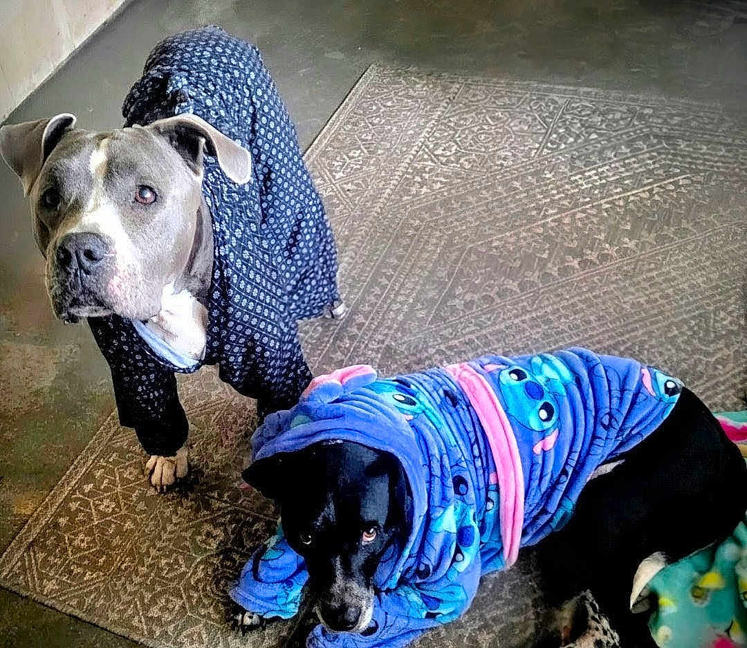 Goose And Casper is registered to the contest to win money with this photo: dog, pet, animal, robe, clothing, indoor, carpet, black_dog, gray_dog, patterned_robe, cute, cozy, looking_up, lying_down, floor, domestic_animal, companion, two_dogs, adorable, home