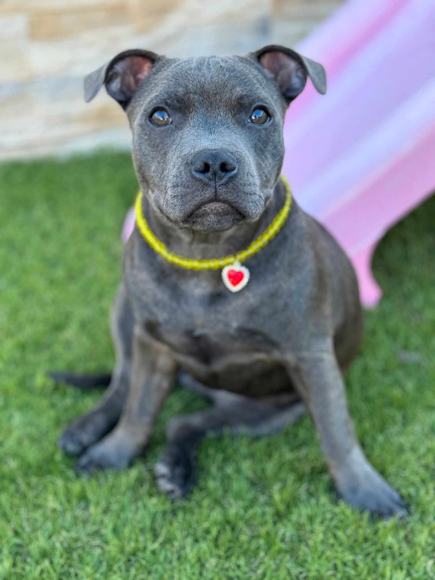 Abby a rejoint le concours — aidez-le/la à gagner de superbes lots ! puppy, dog, grass, outdoor, pet, necklace, heart_pendant, gray_fur, cute, sitting, animal, young_dog, collar, portrait, closeup, ears, face, eyes, nature, love