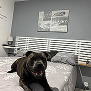 Abby a rejoint le concours — aidez-le/la à gagner de superbes lots ! dog, bed, bedding, pillow, headboard, wall_art, lamp, bedroom, grey_wall, smiling, pet, indoor, furniture, floor_rug, power_outlet, table, shelf, relaxed, happy, canine