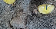 Kiara participe au concours pour gagner de l'argent avec cette photo : cat, gray_cat, close_up, face, eyes, golden_eyes, slit_pupils, whiskers, fur, feline, nose, muzzle, portrait, animal, macro_photography, dramatic, staring, indoor, detailed, cute