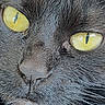 cat, gray_cat, close_up, face, eyes, golden_eyes, slit_pupils, whiskers, fur, feline, nose, muzzle, portrait, animal, macro_photography, dramatic, staring, indoor, detailed, cute