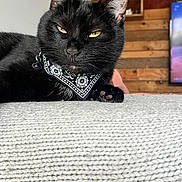 Kiara participe au concours pour gagner de l'argent avec cette photo : cat, black_cat, pet, animal, feline, bandana, collar, golden_eyes, whiskers, pointed_ears, paws, fur, lying_down, indoor, home, wooden_wall, television, carpet, portrait, close_up
