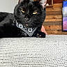 cat, black_cat, pet, animal, feline, bandana, collar, golden_eyes, whiskers, pointed_ears, paws, fur, lying_down, indoor, home, wooden_wall, television, carpet, portrait, close_up