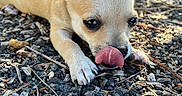 Bidule a rejoint le concours — aidez-le/la à gagner de superbes lots ! puppy, dog, chihuahua, cream_fur, lying_down, tongue_out, large_ears, black_nose, brown_eyes, adorable, outdoor, gravel, rocks, pebbles, wood_chips, twigs, ground, greenery, sunlight, close_up