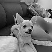 Bidule a rejoint le concours — aidez-le/la à gagner de superbes lots ! dog, chihuahua, puppy, small_dog, pet, animal, sitting, couch, cushion, pillow, harness, indoor, home, portrait, closeup, black_and_white, cute, alert, ears, whiskers
