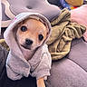 Bidule participe au concours pour gagner de l'argent avec cette photo : puppy, dog, hoodie, clothing, couch, blanket, toy, indoor, pet, cute, portrait, close_up, sitting, lying_down, brown_fur, dark_eyes, paw, soft_lighting, cozy, home