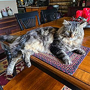 Sparky joined the competition — help win amazing prizes! animal, candles, cat, ceramic_chicken, chair, cozy, decor, dining_room, feline, fur, green_eyes, indoor, kitchen, mat, pet, relaxed, rug, tabby_cat, wood_cabinet, wooden_table