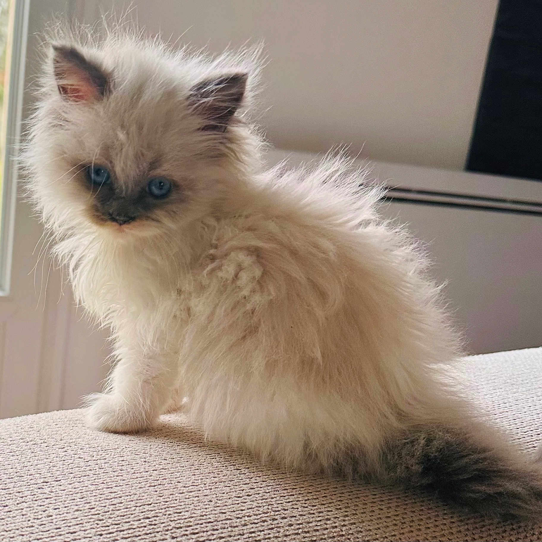 Luna a rejoint le concours — aidez-le/la à gagner de superbes lots ! angora, animal, cat, kitten, manx, pet, siamese, white