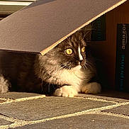 Yuki participe au concours pour gagner de l'argent avec cette photo : abyssinian, animal, architecture, box, building, cardboard, carton, cat, computer, electronics, hardwood, indoors, kitten, laptop, manx, outdoors, pc, pet, shelter, wood