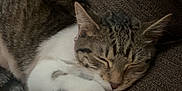 Estella joined the competition — help win amazing prizes! cat, tabby, sleeping, couch, brown, cozy, indoor, pet, animal, paw, fur, relaxing, resting, cute, domestic, feline, whiskers, closeup, comfort, nap