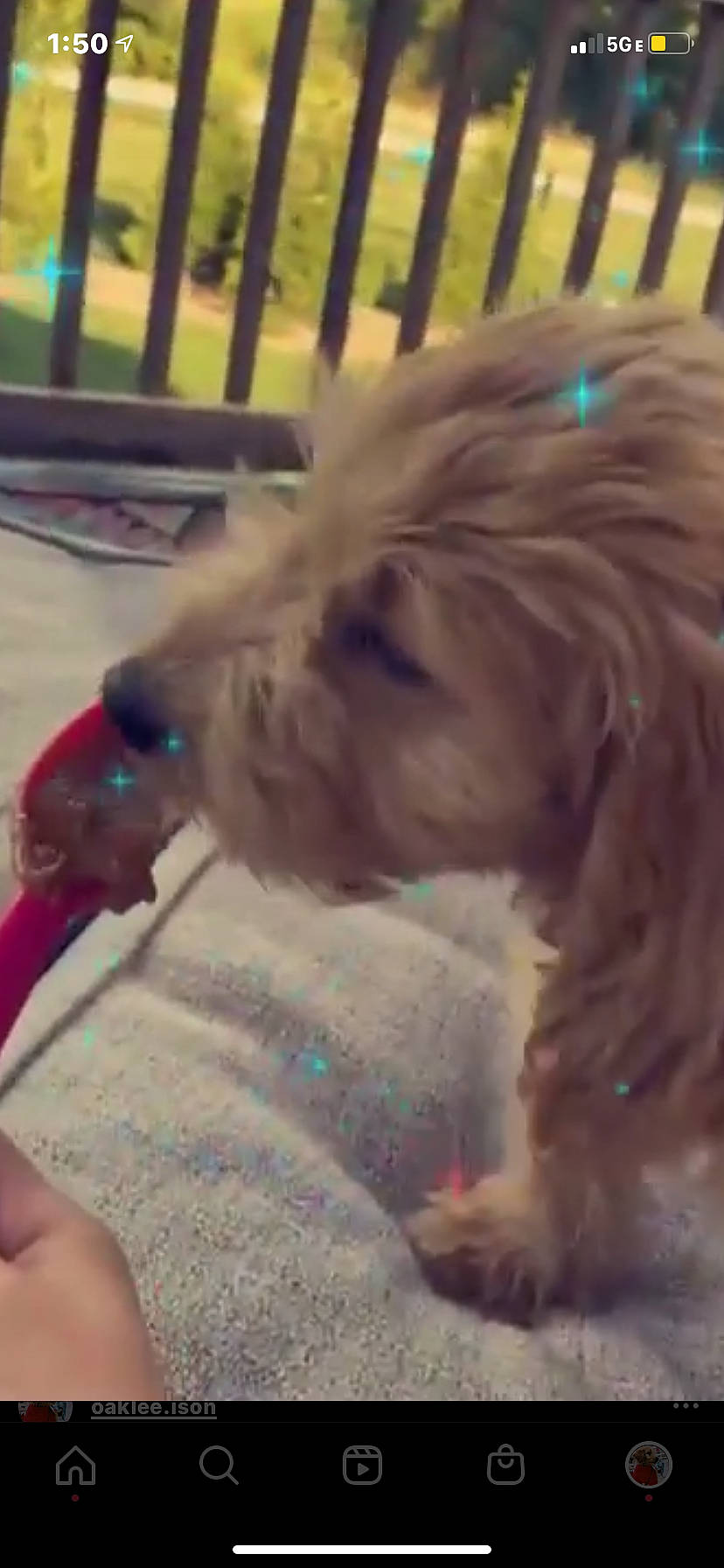 Oaklee joined the competition — help win amazing prizes! bathing, canidae, carnivore, companion_dog, dog, dog_breed, fawn, felidae, fur, liver, paw, pet_supply, puppy_love, small_terrier, snout, sporting_group, terrier, toy_dog, whiskers, working_animal