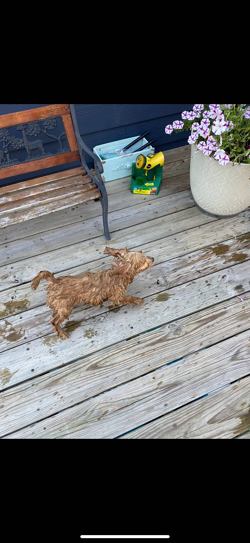 Oaklee is registered to the contest to win money with this photo: fawn, felidae, floor, flooring, flower, flowerpot, grass, hardwood, line, petal, plant, rectangle, road_surface, table, tail, terrestrial_animal, wall, whiskers, wood, wood_stain