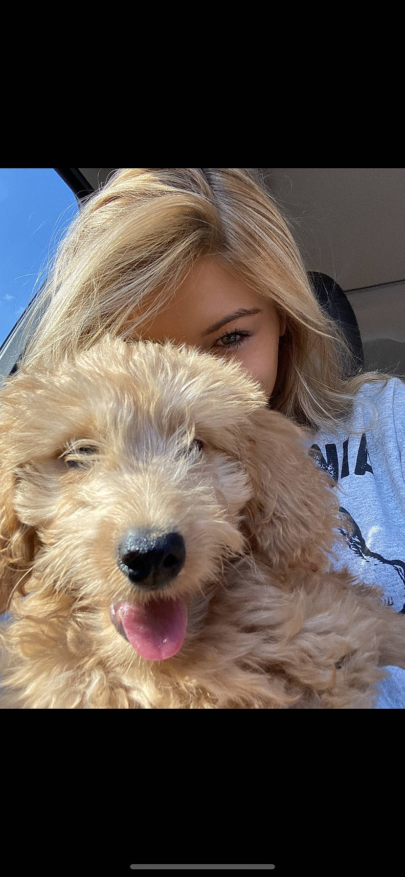 Oaklee joined the competition — help win amazing prizes! blond, canidae, carnivore, companion_dog, dog, dog_breed, eyewear, fur, maltepoo, nose, puppy, puppy_love, skin, small_terrier, snout, sporting_group, surfer_hair, terrier, toy_dog, whiskers