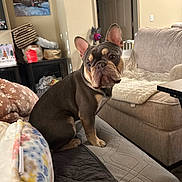 Lalo joined the competition — help win amazing prizes! dog, french_bulldog, pet, indoor, couch, blanket, home, furniture, brown, tan, ears, face, looking, sitting, cozy, living_room, decor, soft, curious, cute