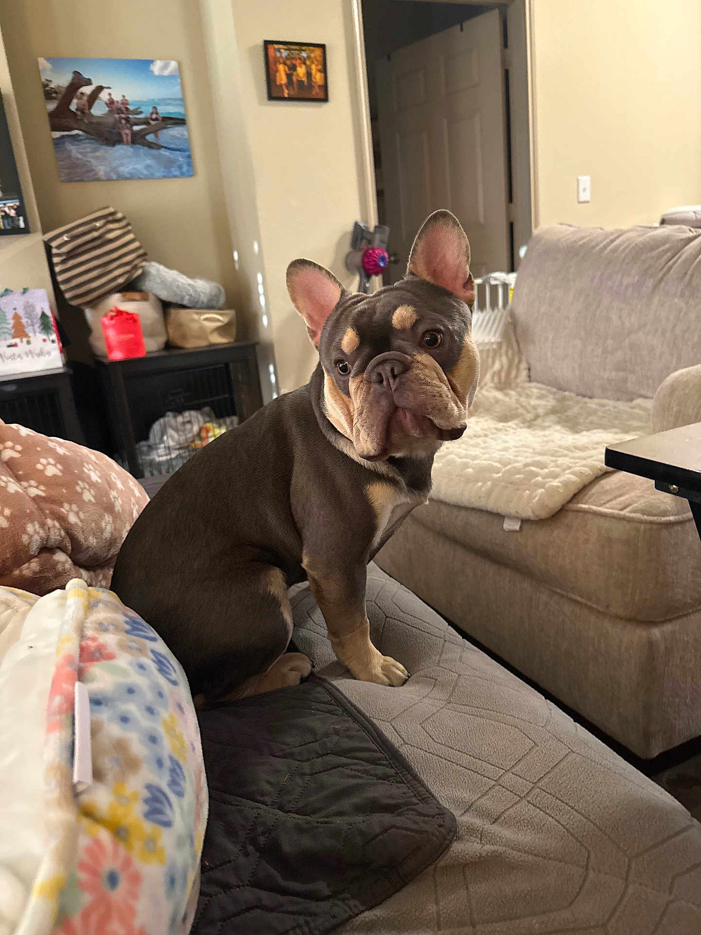 Lalo joined the competition — help win amazing prizes! dog, french_bulldog, pet, indoor, couch, blanket, home, furniture, brown, tan, ears, face, looking, sitting, cozy, living_room, decor, soft, curious, cute