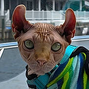 Fergus is registered to the contest to win money with this photo: animal, boat, cat, close_up, colorful_clothing, curious, fashion, feline, jacket, large_ears, marina, outdoor, pet, pet_clothing, portrait, sphynx_cat, striped, unique, water, wrinkled_skin