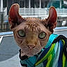 animal, boat, cat, close_up, colorful_clothing, curious, fashion, feline, jacket, large_ears, marina, outdoor, pet, pet_clothing, portrait, sphynx_cat, striped, unique, water, wrinkled_skin