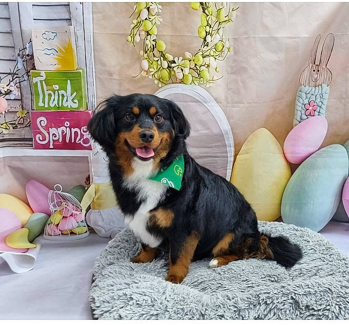 Doodle joined the competition — help win amazing prizes! ancient_dog_breeds, beer, bowl, canidae, carnivore, chair, companion_dog, dog, dog_breed, dog_supply, grass, paw, sharing, sitting, snout, sporting_group, tableware, working_animal, working_dog