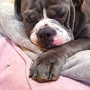 Nala participe au concours pour gagner de l'argent avec cette photo : animal, blanket, brown, canine, closeup, comfortable, cozy, cute, dog, domestic_animal, fur, indoor, napping, paw, pet, relaxed, resting, sleeping, white, wrinkles