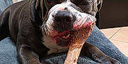 Nala a rejoint le concours — aidez-le/la à gagner de superbes lots ! animal, bite, blanket, bone, canine, chewing, closeup, dog, floor, fur, home, indoor, muzzle, paw, pet, relaxed, resting, snout, teeth, tile