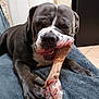 animal, bite, blanket, bone, canine, chewing, closeup, dog, floor, fur, home, indoor, muzzle, paw, pet, relaxed, resting, snout, teeth, tile