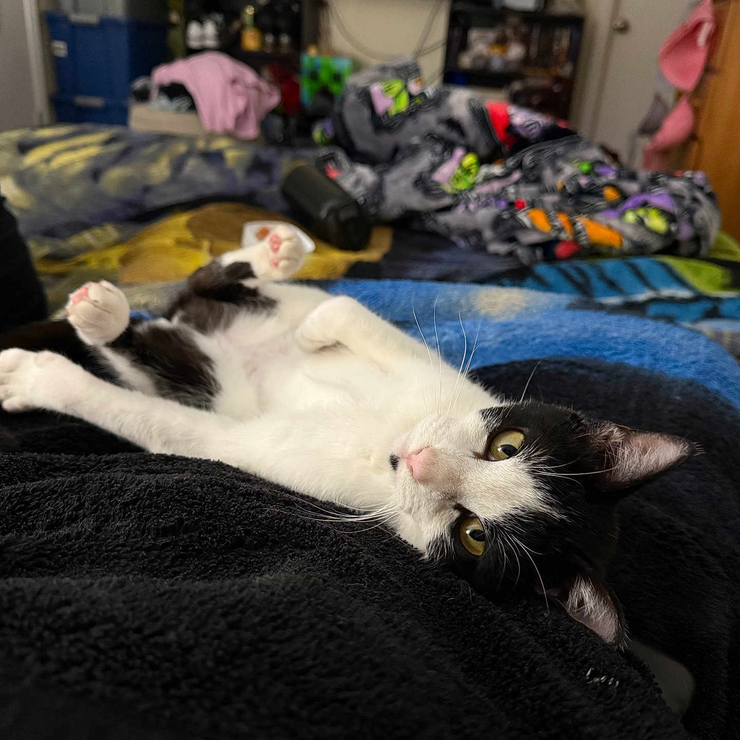 Feta is registered to the contest to win money with this photo: bed, black_and_white_cat, blanket, blankets, cat, close_up, cozy, domestic, furniture, indoor, paw, pet, portrait, relaxed, room, soft_texture, television, towel, whiskers, yellow_eyes