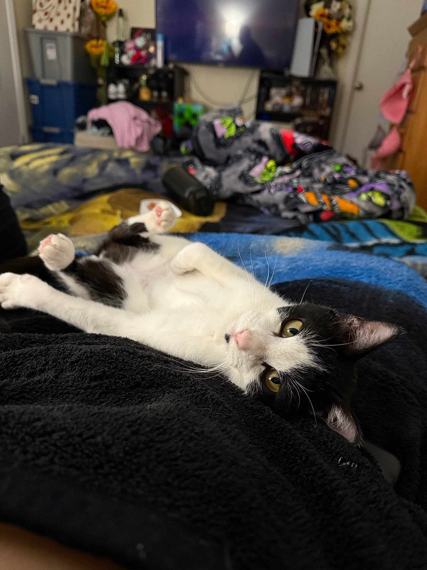 Feta is registered to the contest to win money with this photo: cat, black_and_white_cat, pet, bed, blanket, whiskers, paw, yellow_eyes, relaxed, indoor, cozy, blankets, television, furniture, room, close_up, portrait, domestic, towel, soft_texture