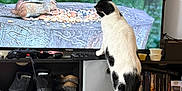 Feta joined the competition — help win amazing prizes! cat, chipmunk, television, scratching_post, sneakers, shoe_shelf, game_controller, bookshelf, living_room, television_screen, woodland_background, nuts_and_seeds, black_and_white_cat, standing, curious, pixel_art_box, controller_cable, decor, shelf, pet