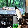 cat, chipmunk, television, scratching_post, sneakers, shoe_shelf, game_controller, bookshelf, living_room, television_screen, woodland_background, nuts_and_seeds, black_and_white_cat, standing, curious, pixel_art_box, controller_cable, decor, shelf, pet