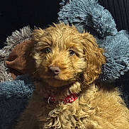 Trixie joined the competition — help win amazing prizes! puppy, dog, curly_fur, brown, collar, pet, cute, fluffy, soft, blanket, indoor, animal, young, fur, portrait, looking, relaxed, cozy, closeup, canine