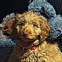 puppy, dog, curly_fur, brown, collar, pet, cute, fluffy, soft, blanket, indoor, animal, young, fur, portrait, looking, relaxed, cozy, closeup, canine