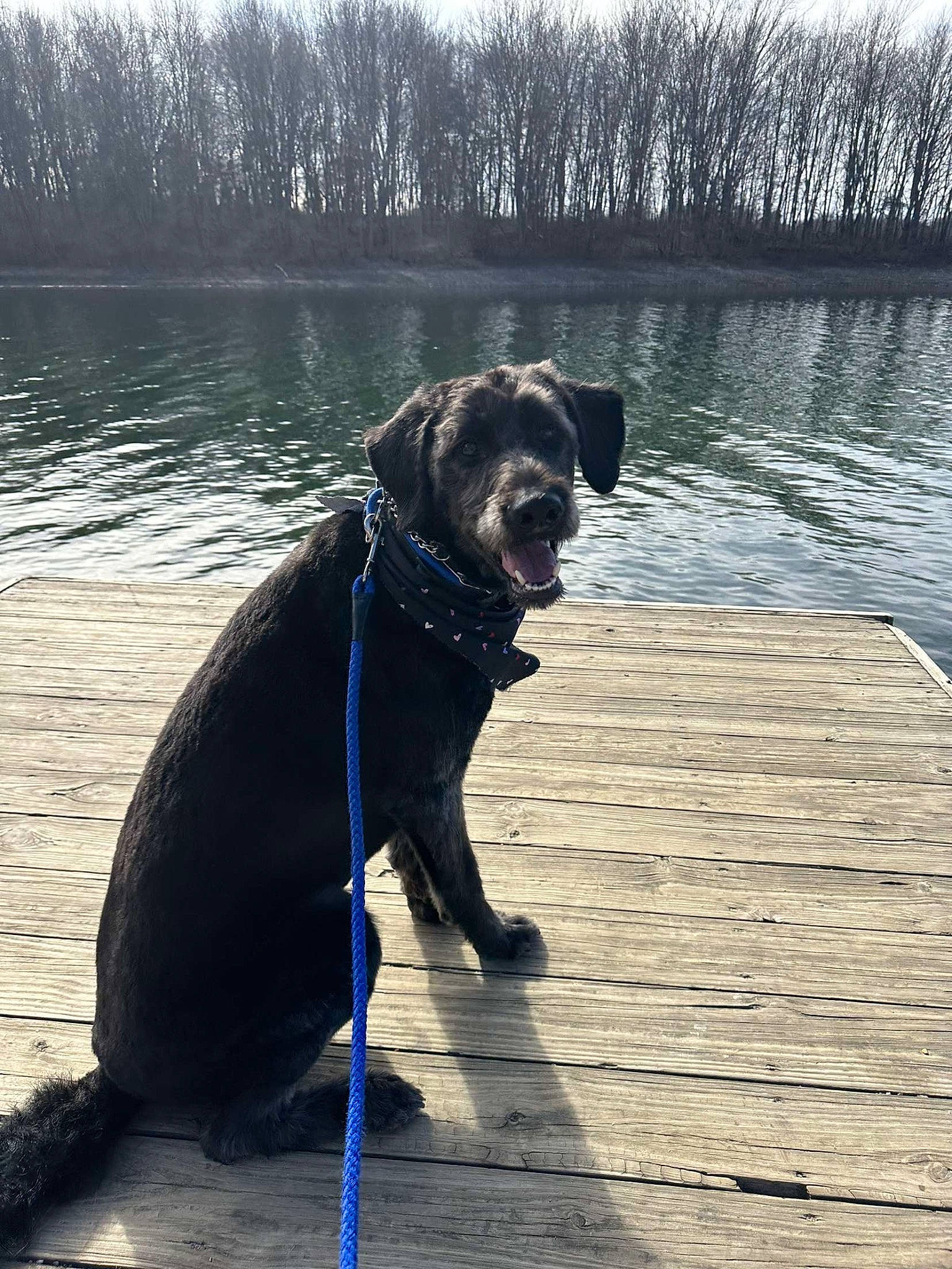 Knoxville joined the competition — help win amazing prizes! canidae, carnivore, collar, companion_dog, dock, dog, dog_breed, dog_collar, electric_blue, gun_dog, lake, leash, plant, sky, sporting_group, tail, tree, water, wood, working_animal