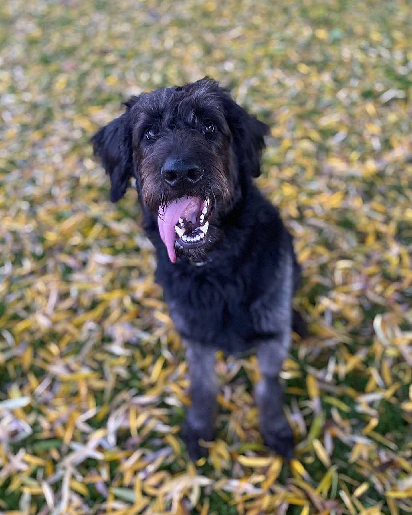 Knoxville joined the competition — help win amazing prizes! carnivore, companion_dog, dog, dog_breed, grass, liver, puppy, soil, sporting_group, toy_dog, working_animal, working_dog