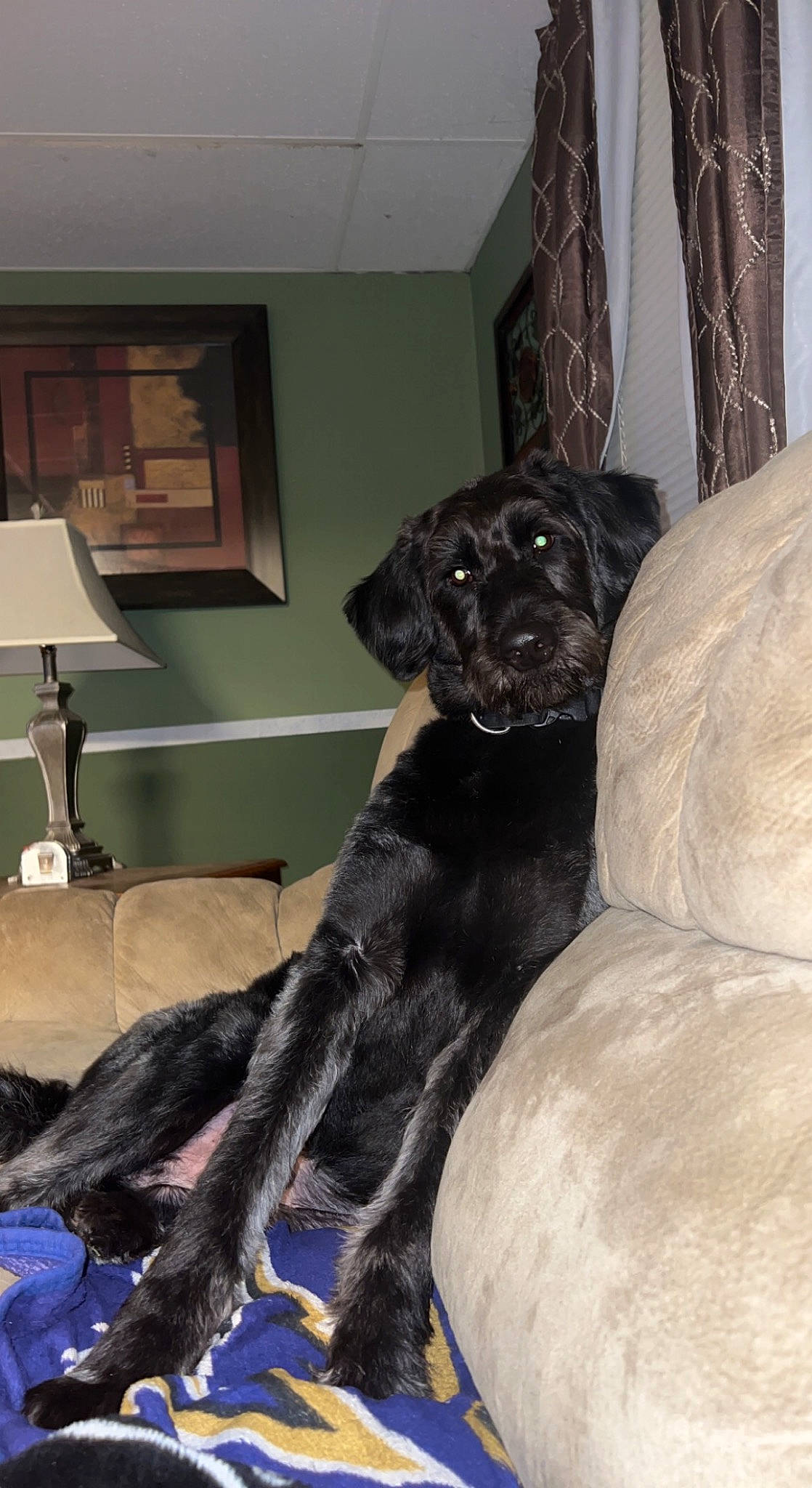 Knoxville joined the competition — help win amazing prizes! borador, canidae, carnivore, comfort, companion_dog, couch, dog, dog_breed, fawn, fur, grey, guard_dog, gun_dog, liver, picture_frame, room, snout, sporting_group, tail, working_animal