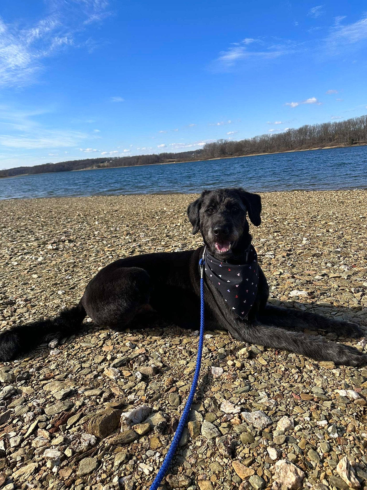 Knoxville joined the competition — help win amazing prizes! canidae, carnivore, cloud, collar, companion_dog, dog, dog_breed, dog_collar, fashion_accessory, fawn, grass, lake, landscape, leash, pet_supply, plant, sky, tail, water, working_animal