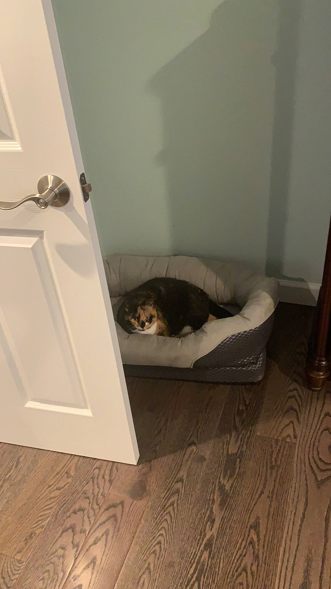 Coco joined the competition — help win amazing prizes! carnivore, cat, comfort, felidae, floor, flooring, furniture, hardwood, home, house, interior_design, kitten, laminate_flooring, room, small_to_medium_sized_cats, tile, wood, wood_flooring