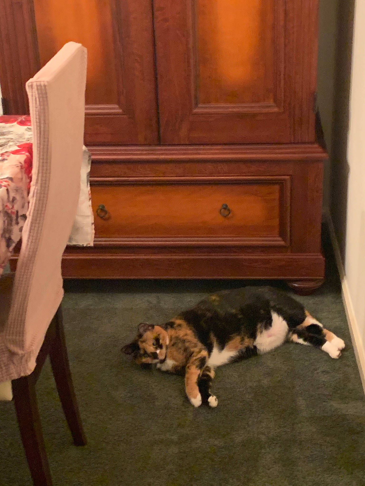 Coco is registered to the contest to win money with this photo: canidae, carnivore, cat, couch, dog, dog_breed, felidae, floor, flooring, fur, furniture, hardwood, kitten, laminate_flooring, room, small_to_medium_sized_cats, table, tail, wood, wood_flooring