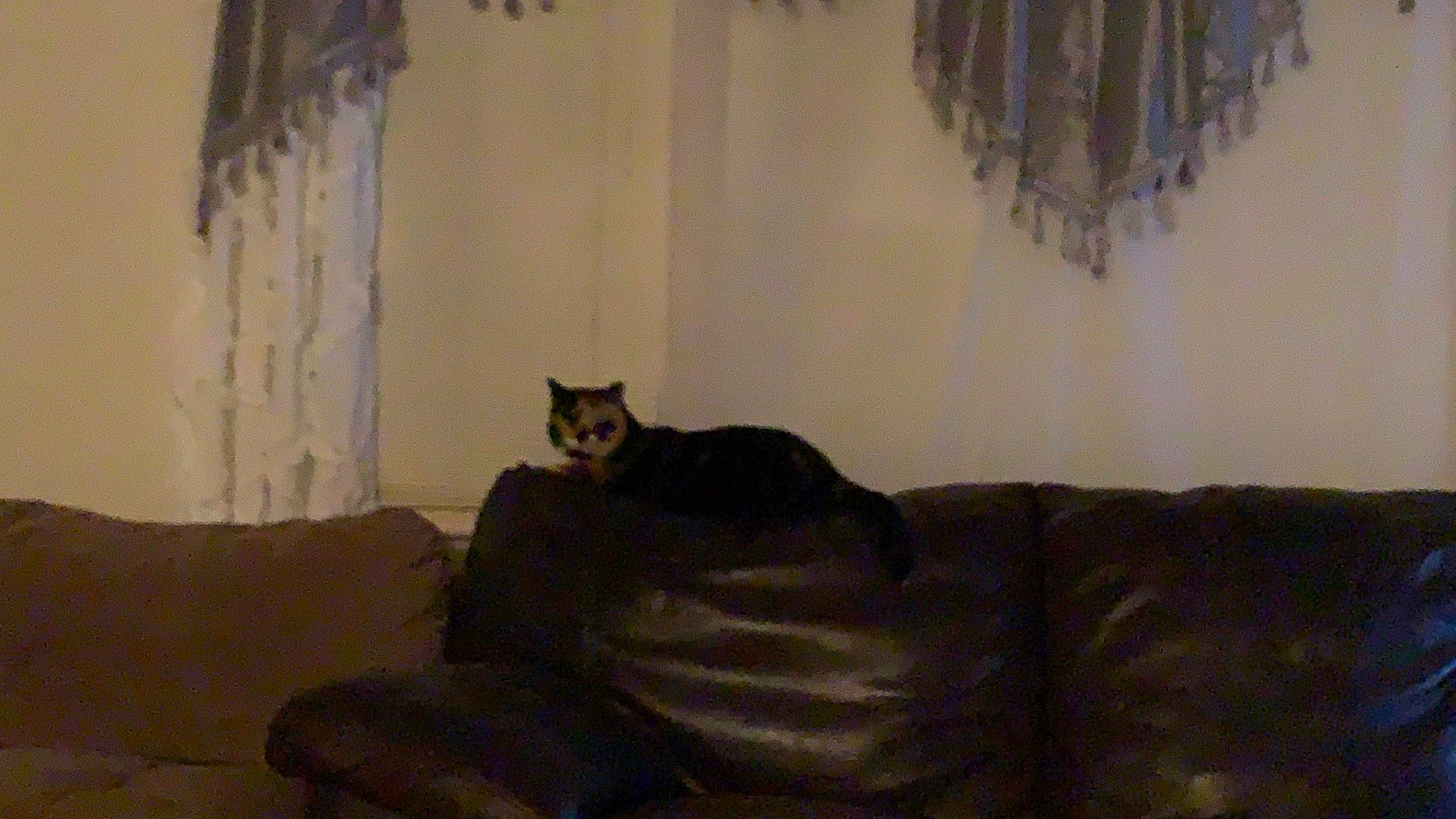 Coco joined the competition — help win amazing prizes! black_cat, cat, comfort, couch, curtain, felidae, floor, furniture, interior_design, room, small_to_medium_sized_cats, tail, textile, whiskers, window_treatment