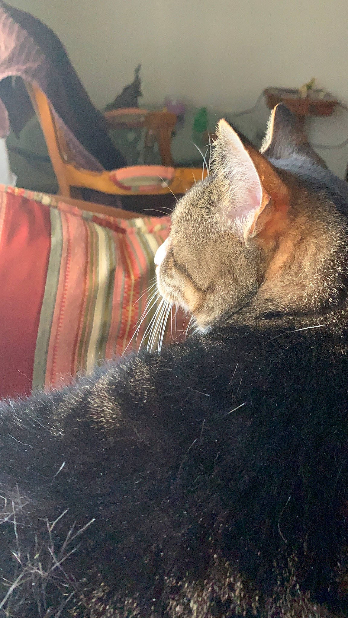 Fabiana is registered to the contest to win money with this photo: carnivore, cat, domestic_short_haired_cat, ear, felidae, fur, nap, small_to_medium_sized_cats, snout, tabby_cat, whiskers