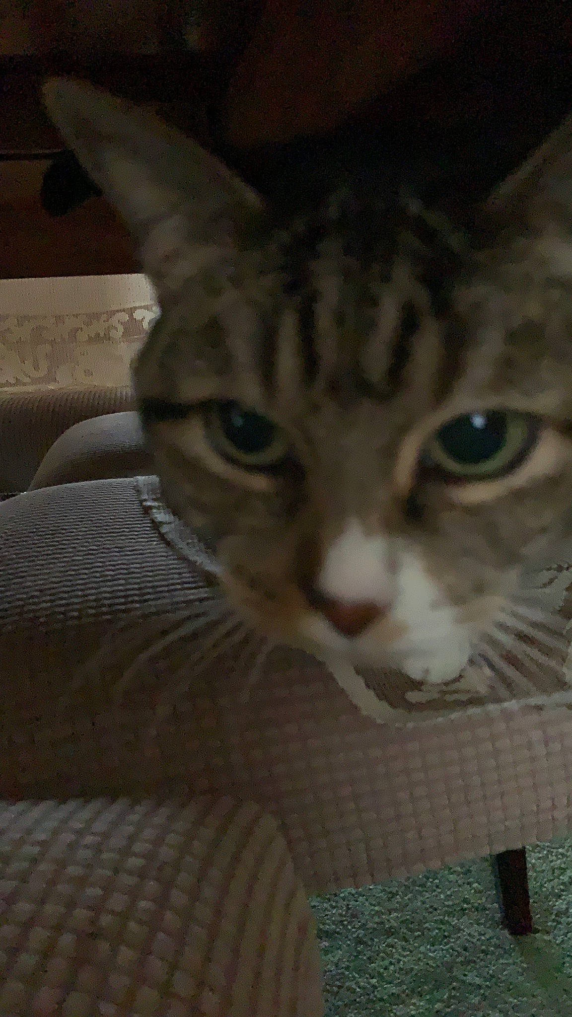 Fabiana joined the competition — help win amazing prizes! aegean_cat, american_wirehair, arabian_mau, asian, australian_mist, california_spangled, carnivore, cat, domestic_short_haired_cat, dragon_li, egyptian_mau, european_shorthair, felidae, kitten, mammal, singapura, small_to_medium_sized_cats, snout, tabby_cat, whiskers