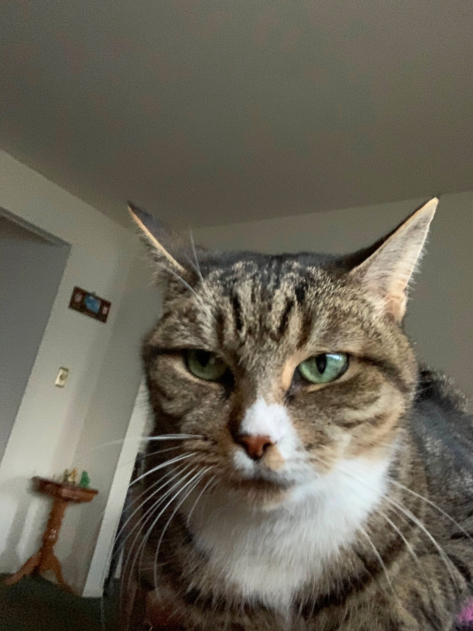 Fabiana is registered to the contest to win money with this photo: aegean_cat, american_shorthair, american_wirehair, asian, california_spangled, carnivore, cat, domestic_short_haired_cat, dragon_li, european_shorthair, eye, felidae, kitten, mammal, ocicat, pixie_bob, small_to_medium_sized_cats, snout, tabby_cat, whiskers