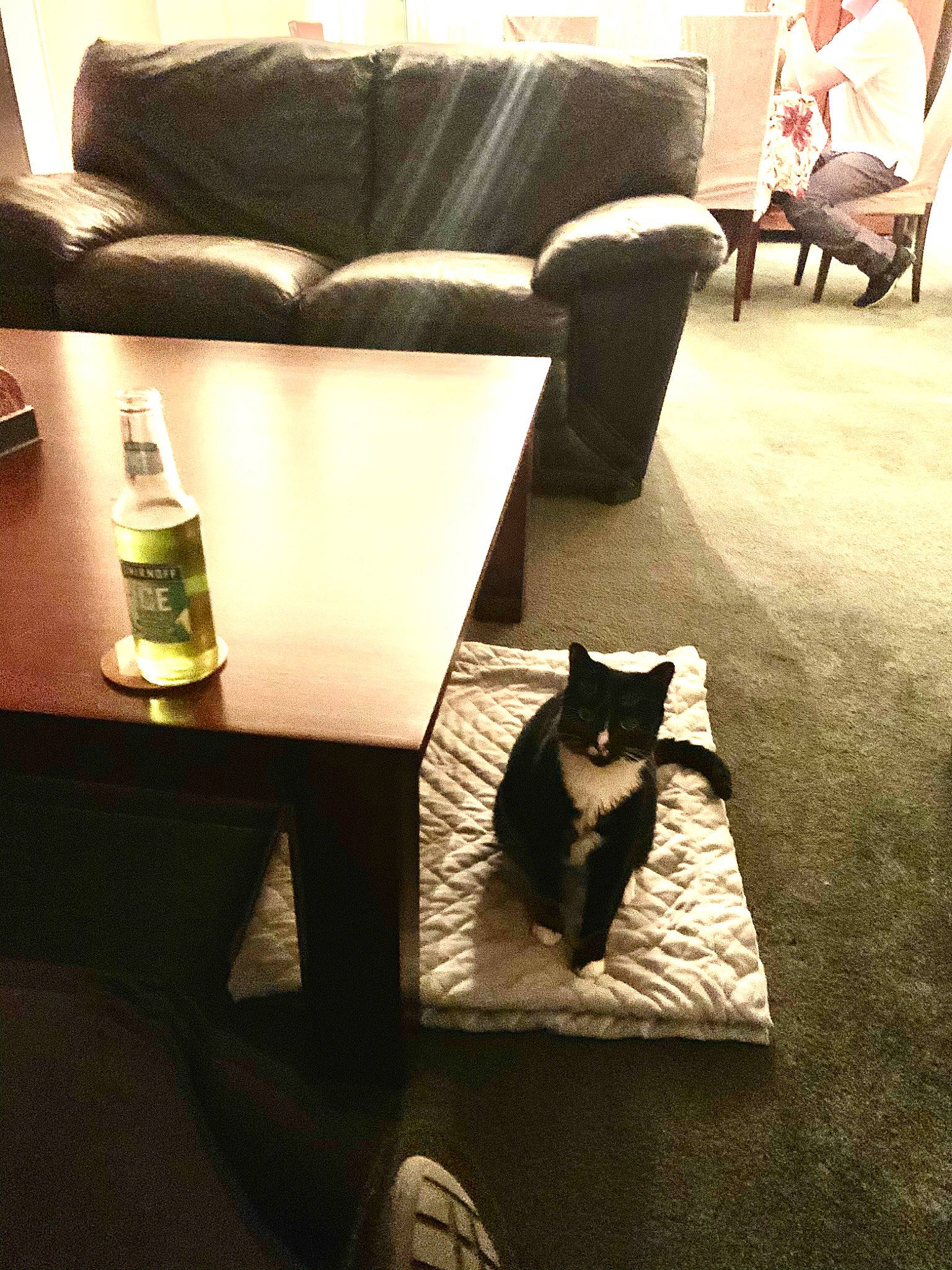 Sofía joined the competition — help win amazing prizes! black_cat, carnivore, cat, chair, comfort, couch, felidae, floor, flooring, formal_wear, furniture, home, interior_design, kitten, living_room, room, small_to_medium_sized_cats, table, tail, whiskers